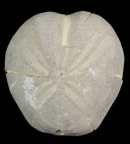 Toxaster Fossil Echinoid (Sea Urchin) - Agadir, Morocco #46408
